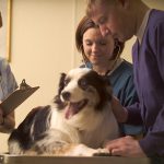 Vet Tech Program
