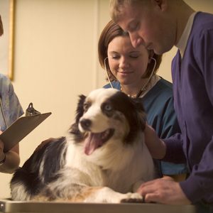 Vet Tech Program