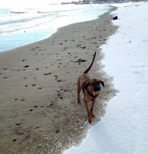 Lucas' dog Arlo, a hound mix