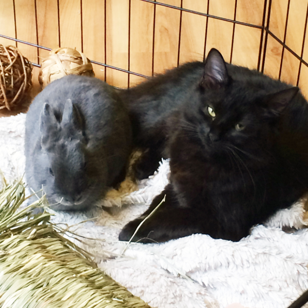 Colby's cat and rabbit in a cage