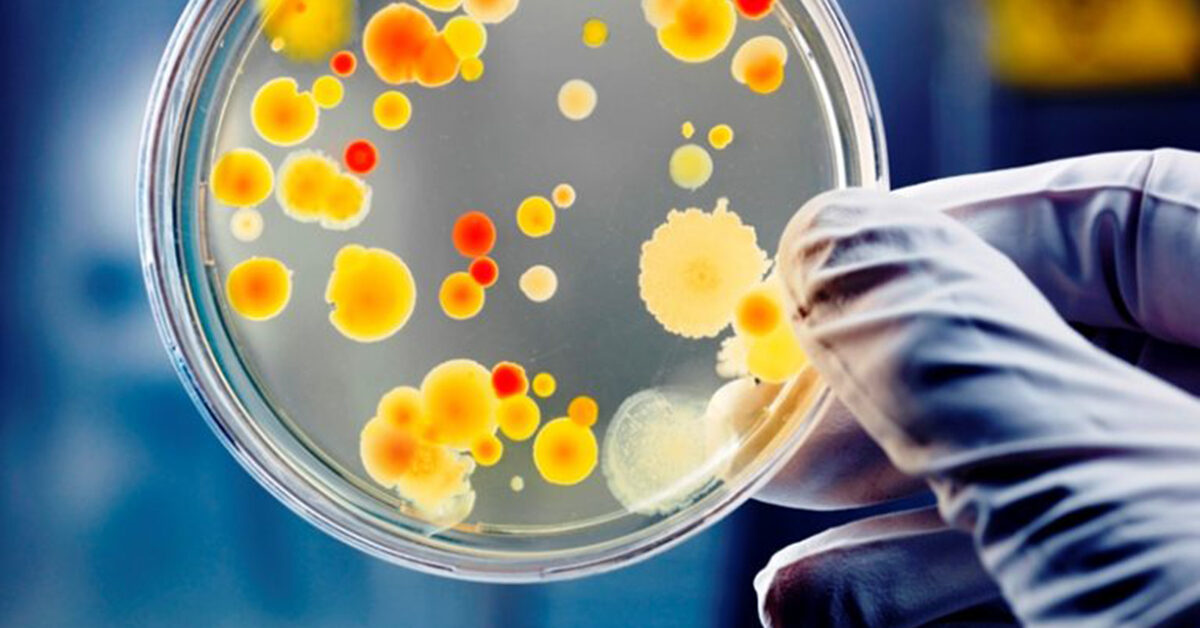 Post Baccalaureate Microbiology at UNE Online: BIOL 1020