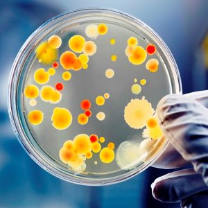 Post Baccalaureate Microbiology at UNE Online: BIOL 1020