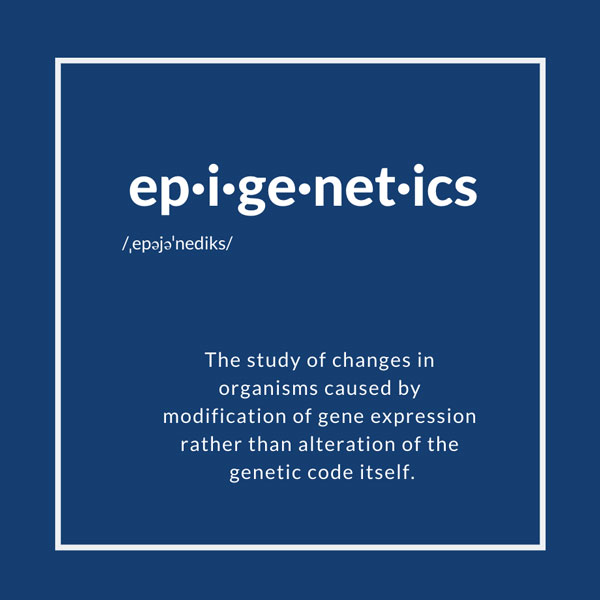 Definition of Epigenetics: The study of changes in organisms caused by modification of gene expression rather than alteration of the genetic code itself.