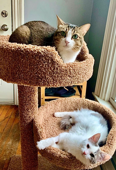 Fiona Mokry's cats, Bunny and Minnosh