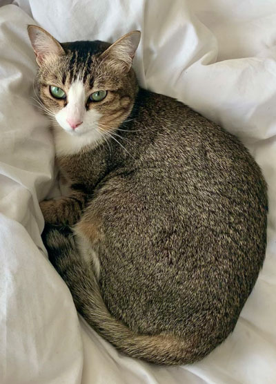 Fiona Mokry's cat, Bunny
